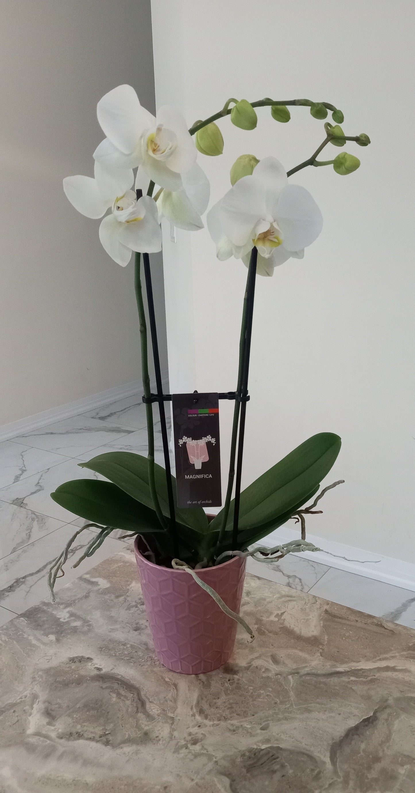 Phalaenopsis Orchids