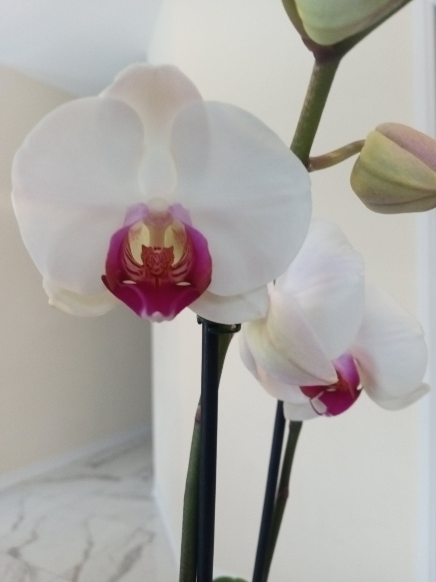 Phalaenopsis Orchids