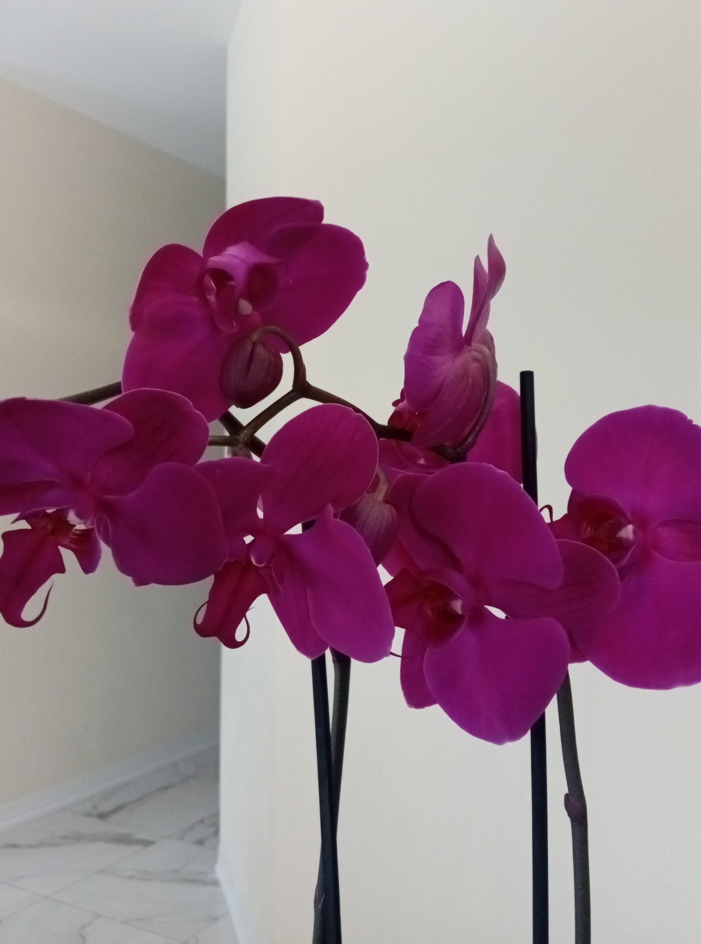 Phalaenopsis Orchids