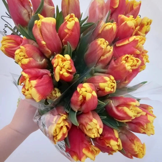 Fresh Cut Specialty Parrot Tulips