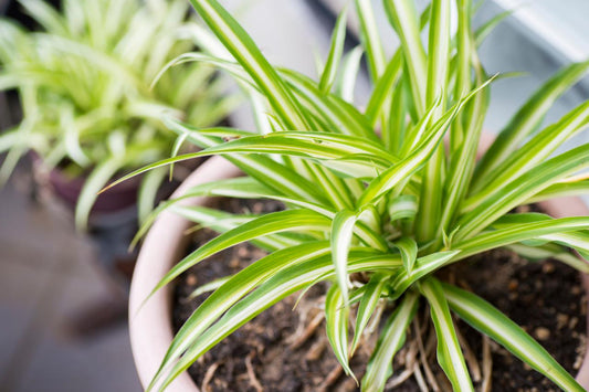 Spider plant